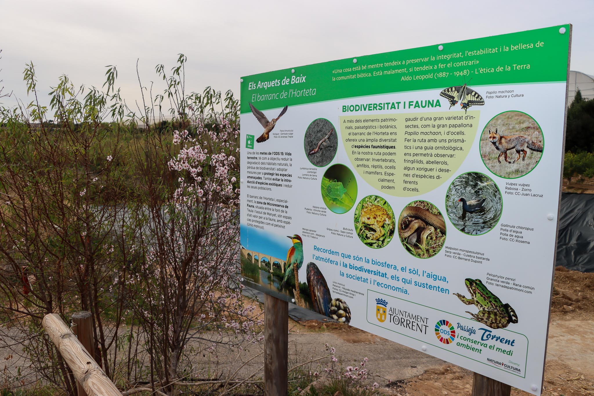 Fotos: AYUNTAMIENTO DE TORRENT - 