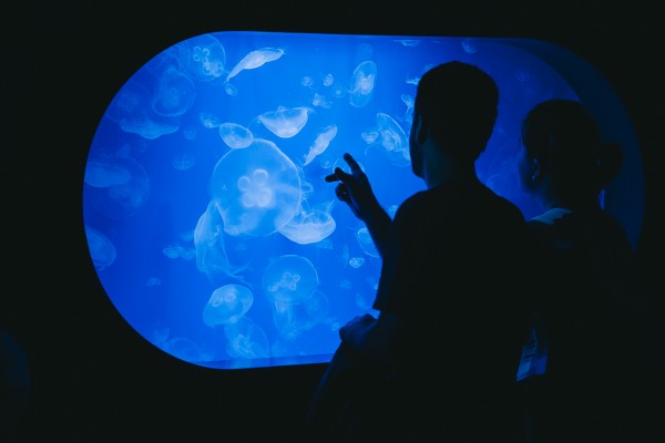 El Oceanogràfic, primer y único acuario español que exhibe la medusa gigante del Mediterráneo