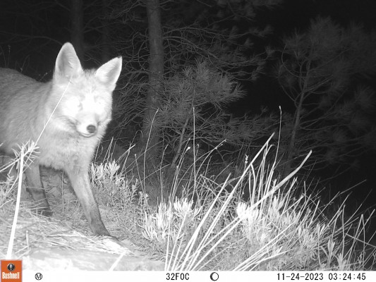 Un sistema de foto trampeo evalúa la presencia del gato montés en bosques de la Comunitat