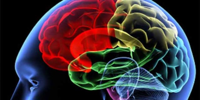 Descubren un nuevo mecanismo celular responsable del desarrollo de la corteza cerebral