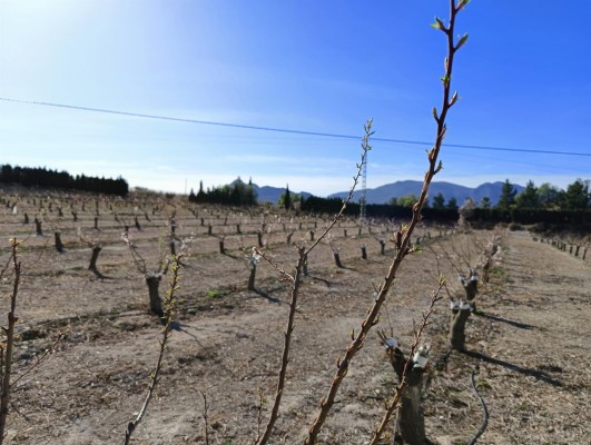 El Gobierno regional rebaja los requisitos para el 'eco régimen' de cubiertas vegetales de la PAC