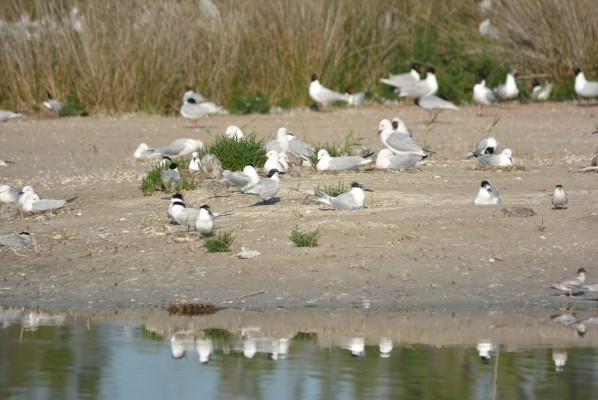 Las Salinas de Santa Pola registran el mayor número de ejemplares de gaviota picofina 