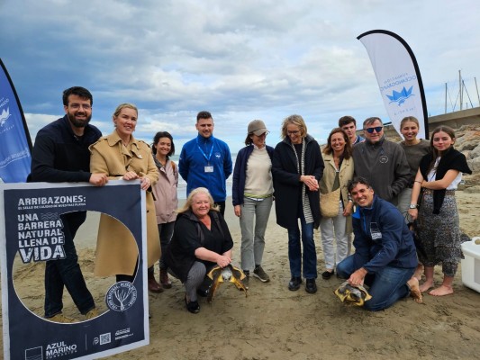 Oropesa conciencia sobre la presencia de algas marinas en las playas: 