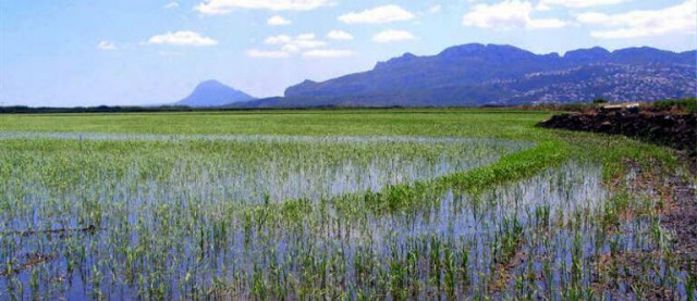 Agricultura abre el plazo de información pública del proyecto de concentración parcelaria del marjal de Oliva-Pego 