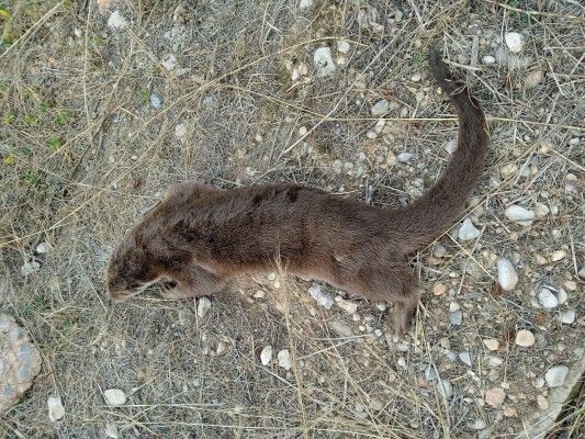 Aparece una nutria muerta en el Paisaje Protegido de la Desembocadura del Mijares tras ser atropellada