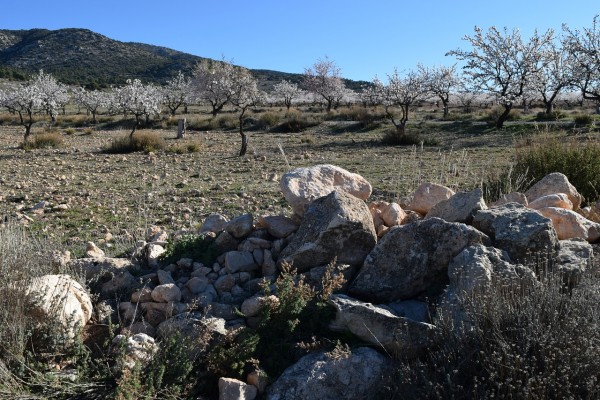 La Región lanza un 'SOS' a la CHS para salvar el secano con riegos de socorro 