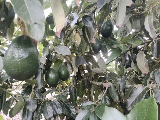 Agricultura publica las cotizaciones semanales del aguacate, que cuaja una buena campaña