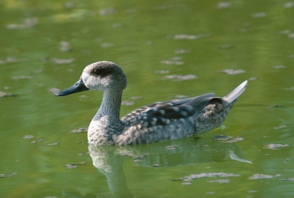 La CHS adquiere la finca La Raja para revertir el riesgo de extinción del pato cerceta pardilla