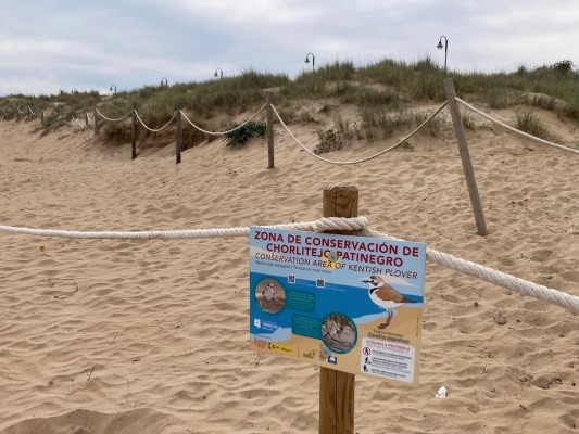 Torrevieja inicia una campaña para la protección del chorlitejo patinegro en la playa de La Mata