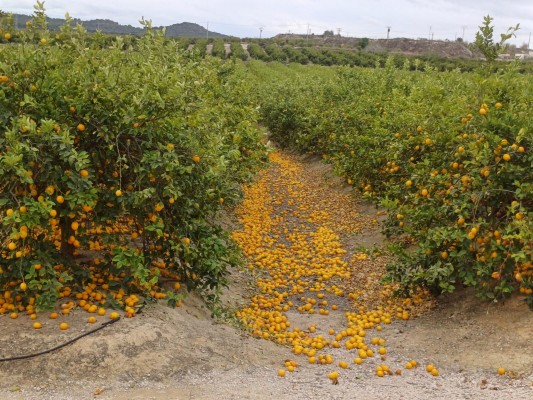 Asaja exige a Agricultura un plan de
choque urgente para hacer frente a la crisis del limón