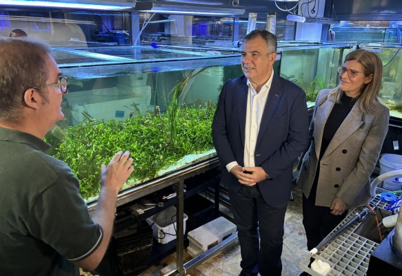Estas son las cinco especies emblemáticas del Mar Menor cuyo ciclo reproductor se ha logrado completar