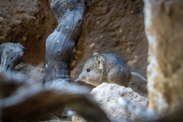 Bioparc Valencia, único parque de España que alberga la rara musaraña elefante