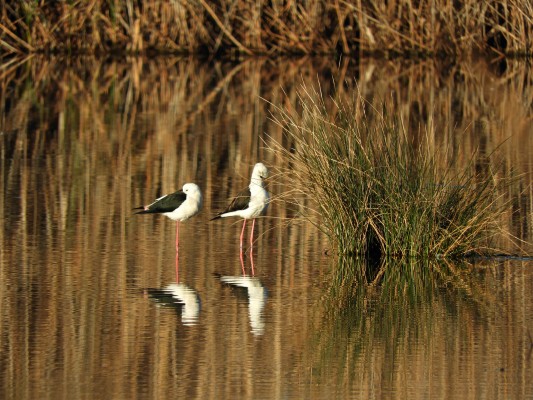 Medio Ambiente contabiliza más de 43.000 parejas de aves acuáticas reproductoras en 2023