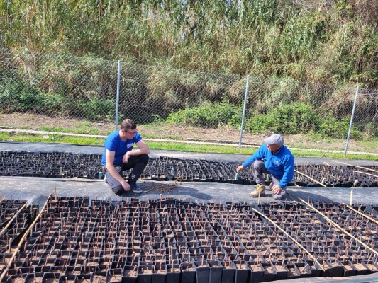  Un proyecto europeo pone en marcha un vivero en Quart de Poblet para la restauración del Turia