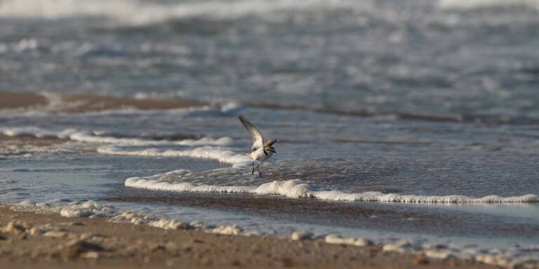 Gecen señala que la apertura anticipada de los chiringuitos 