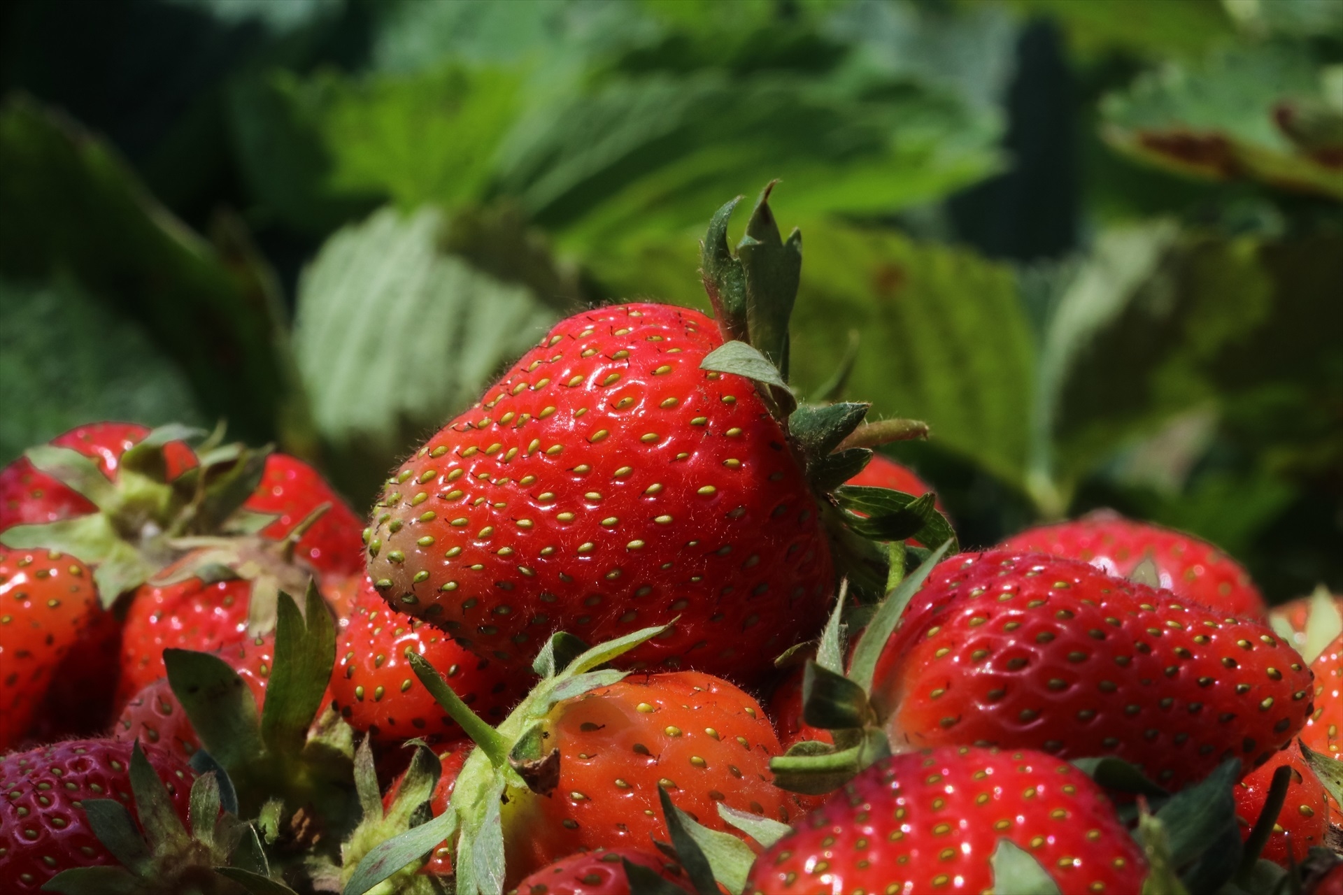 La Unió denuncia una segunda detección de fresas con hepatitis A procedente de Marruecos