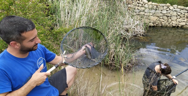 Liberan más de 600 anfibios autóctonos en Serra d'Espadà, Mariola, Túria, Calderona y Sot de Chera