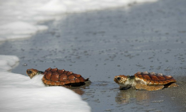 Un equipo científico sigue vía satélite a tortugas bobas para protegerlas