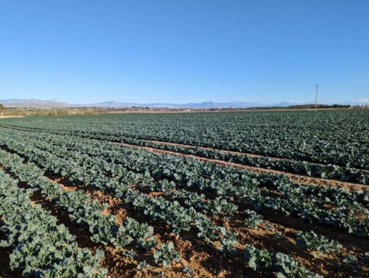 Agrícolas Vera, de Mutxamel, absorbe a la empresa alicantina Construcciones Solera
