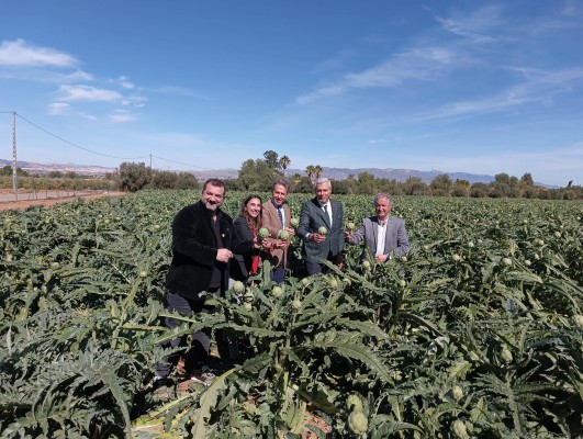 Seis de cada diez alcachofas exportadas en España se cultivan en la Región de Murcia