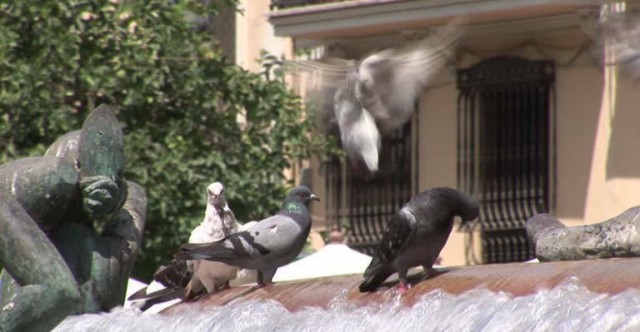 Un virus invernal es el culpable de la muerte de palomas en Murcia: no se transmite a los humanos