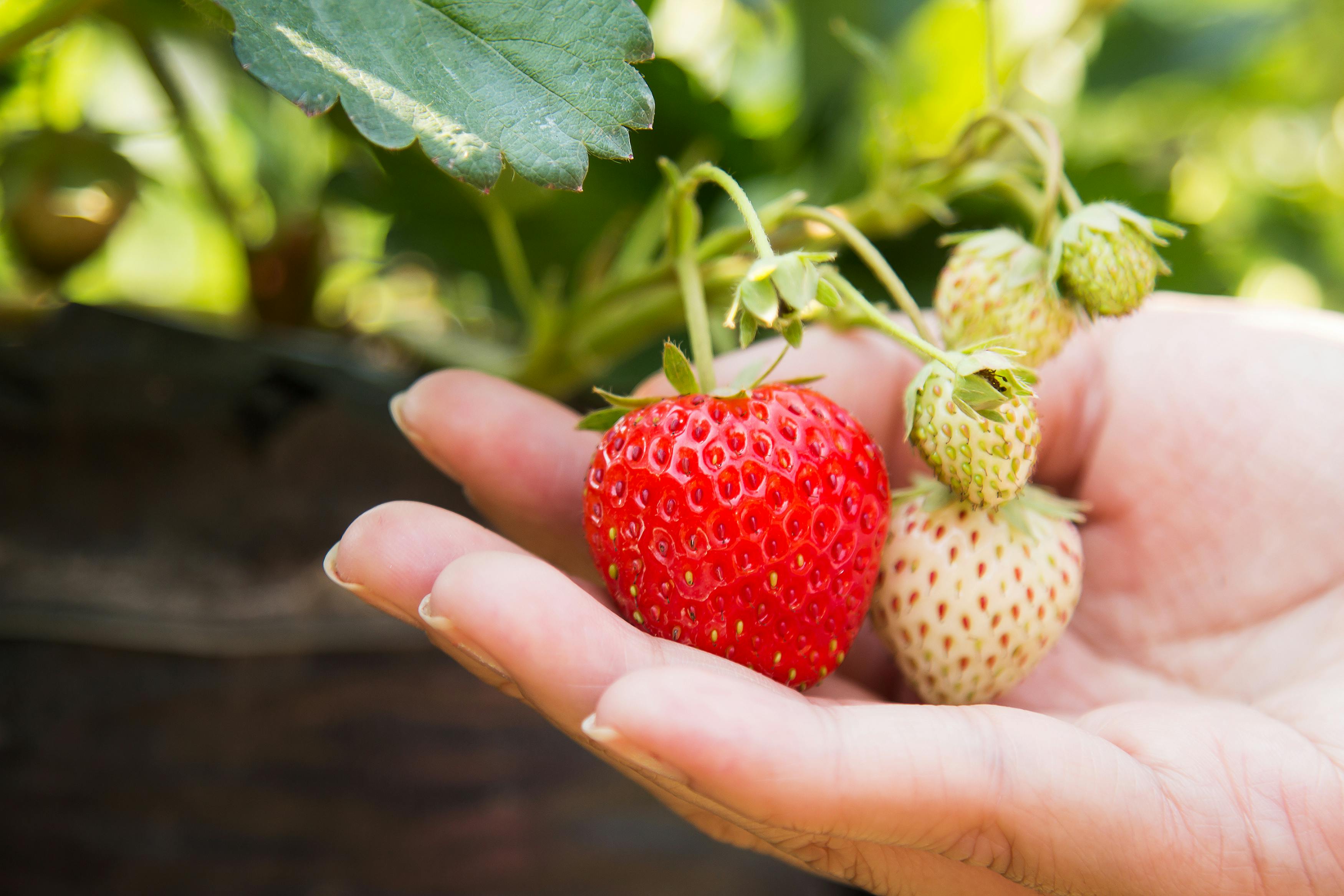 Asaja, tras detectar hepatitis en fresas: