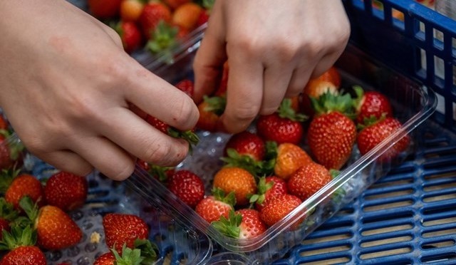 Fresas contaminadas: ¿Qué riesgo hay para los consumidores? 