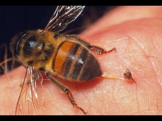 La alergia al veneno de avispas y abejas se puede curar con una vacuna en más del 95% de los casos
