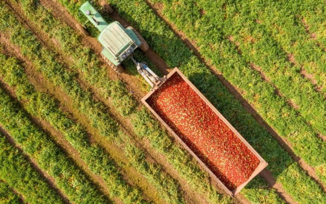 Un compuesto reduce el impacto de la sequía y mejora la productividad en plantas de tomate