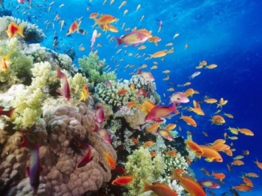 Las reservas no bastan para proteger los ecosistemas marinos