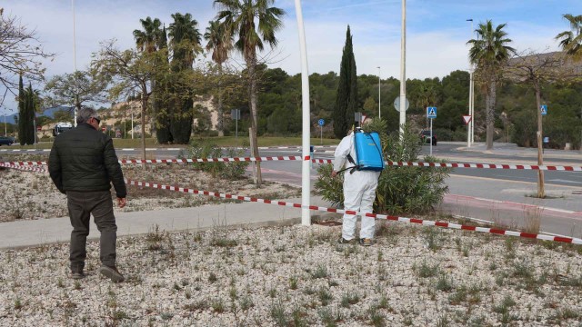 Benidorm prueba un sistema natural para combatir las malas hierbas en parques, jardines y vías públicas 