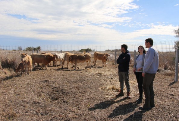 Torreblanca recupera la ganadería extensiva en el Prat después de dos décadas de abandono  

