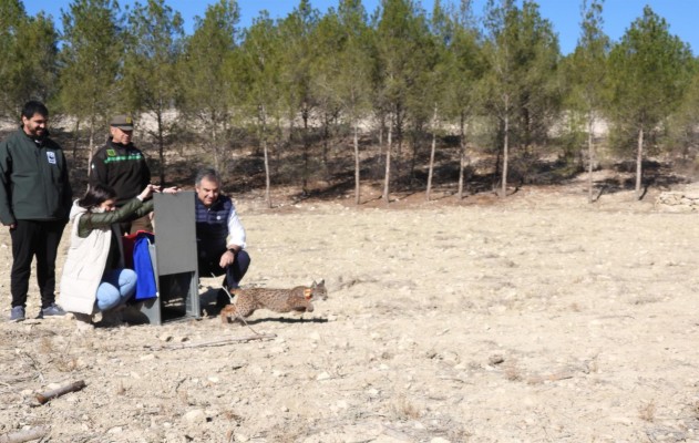 La suelta de linces en la Región continúa: 'Ulea' es liberada en las Tierras Altas de Lorca