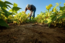 El sector agrícola de la Región exhibe su poderío y concentra 1 de cada 10 trabajadores del campo de España