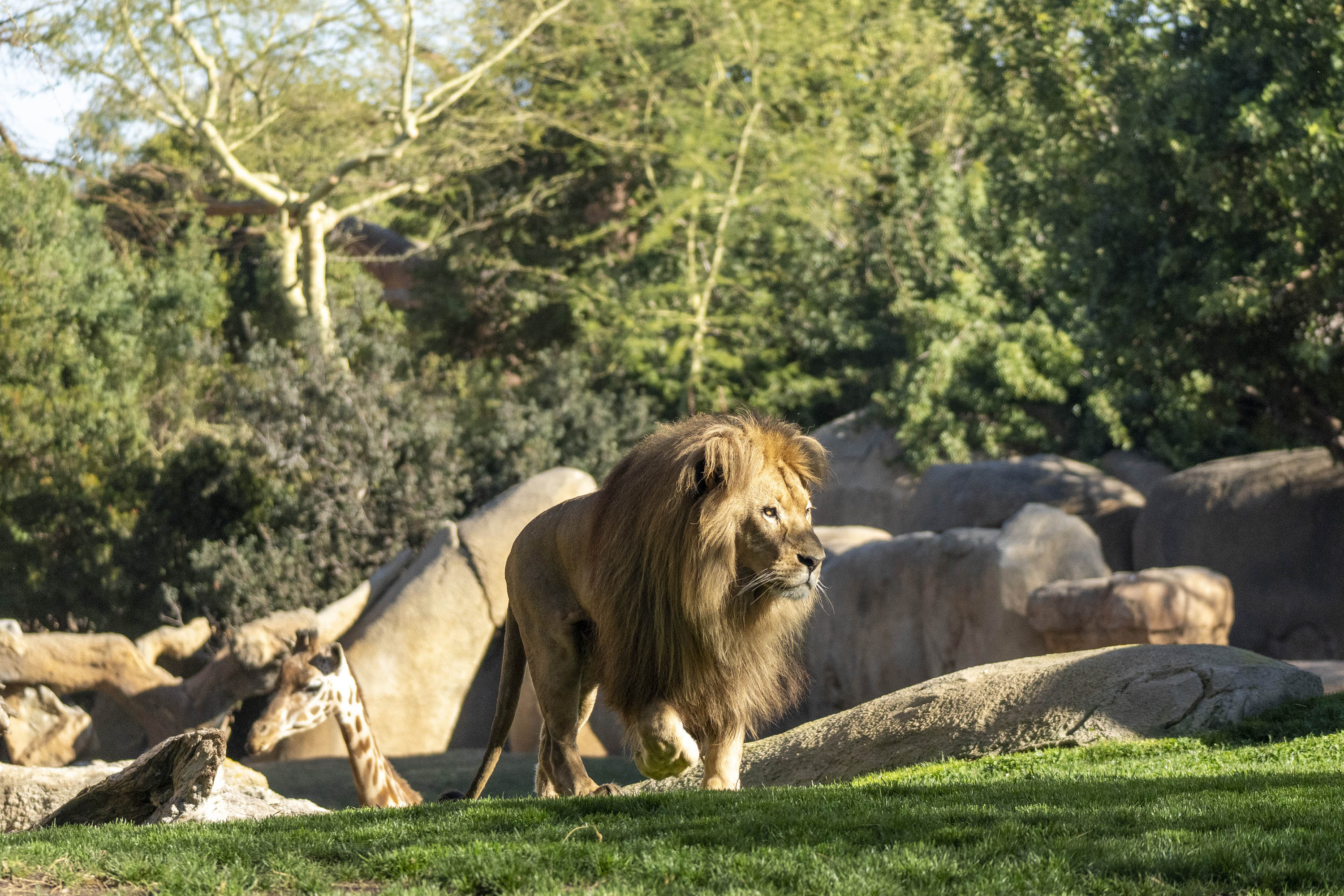 Foto: BIOPARC - 