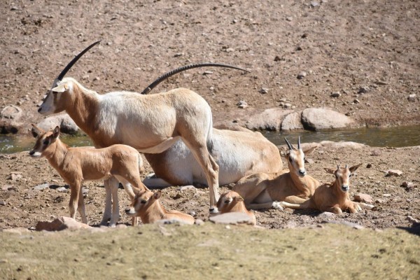 Terra Natura Murcia da la bienvenida a cinco nuevas crías de Oryx cimitarra
