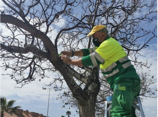 Alicante también amplía el mantenimiento de bosques y ultima un posible pacto con Geamur