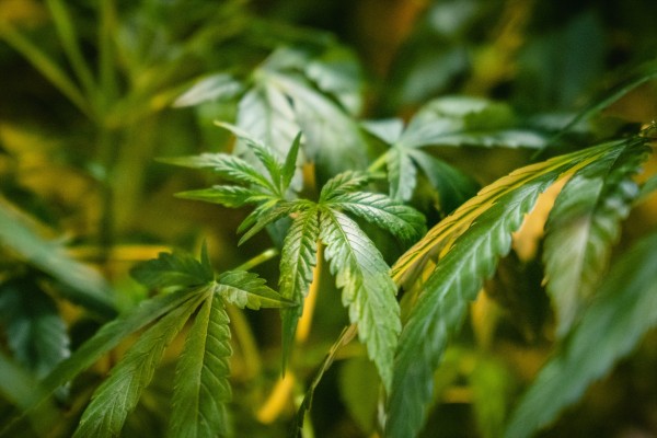 El consumo excesivo de cannabis aumenta el riesgo de desarrollar un trastorno de ansiedad en 3 años