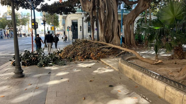 Otro susto con el arbolado de Alicante: cae una rama de los ficus del Portal de Elche en plena acera