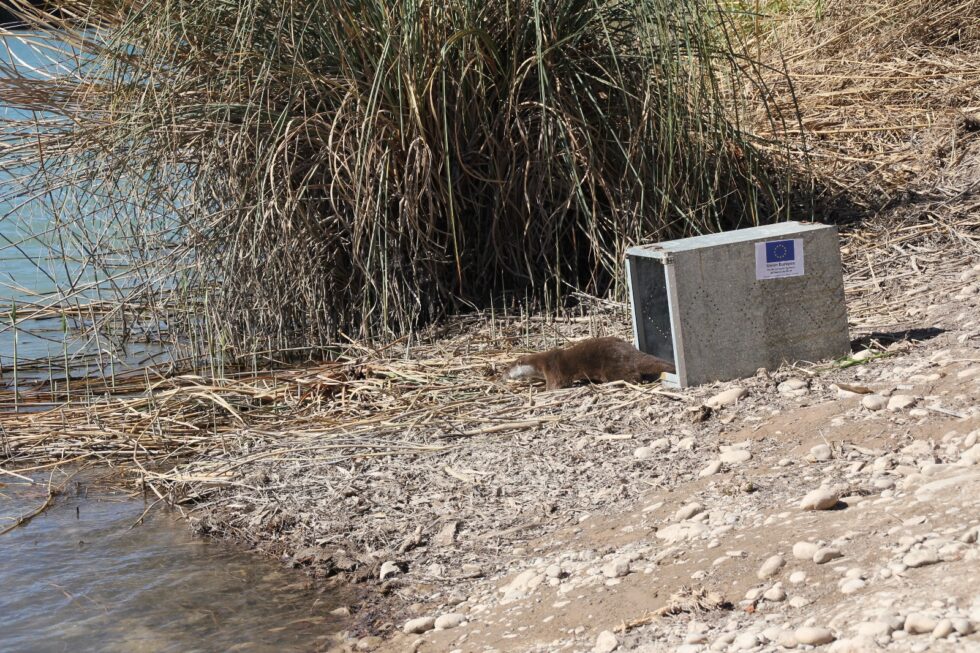 Liberan en el Mijares una nutria que fue capturada en una cafetería del Puerto de Sagunto