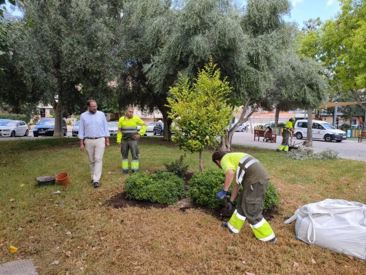 Murcia será más verde con la plantación de un millar de árboles nuevos, sobre todo moreras y naranjos