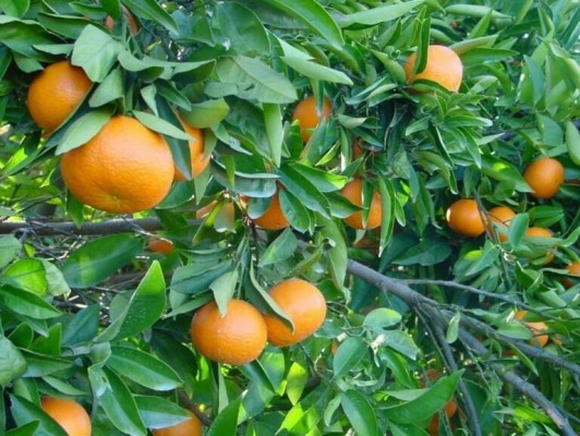 Las colmenas no podrán estar a menos de 4 km de plantaciones de cítricos hasta finales de mayo
