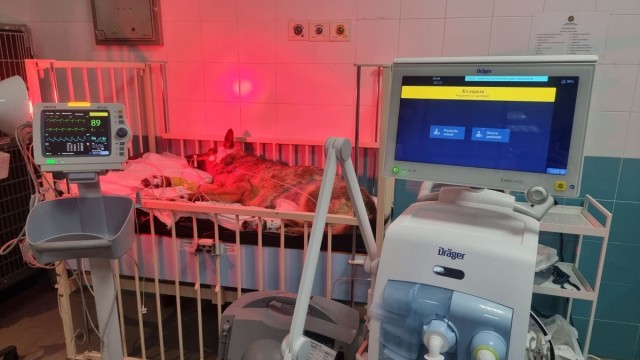 El Hospital Clínico Veterinario de UAX incorpora una UCI para atender 24 horas
