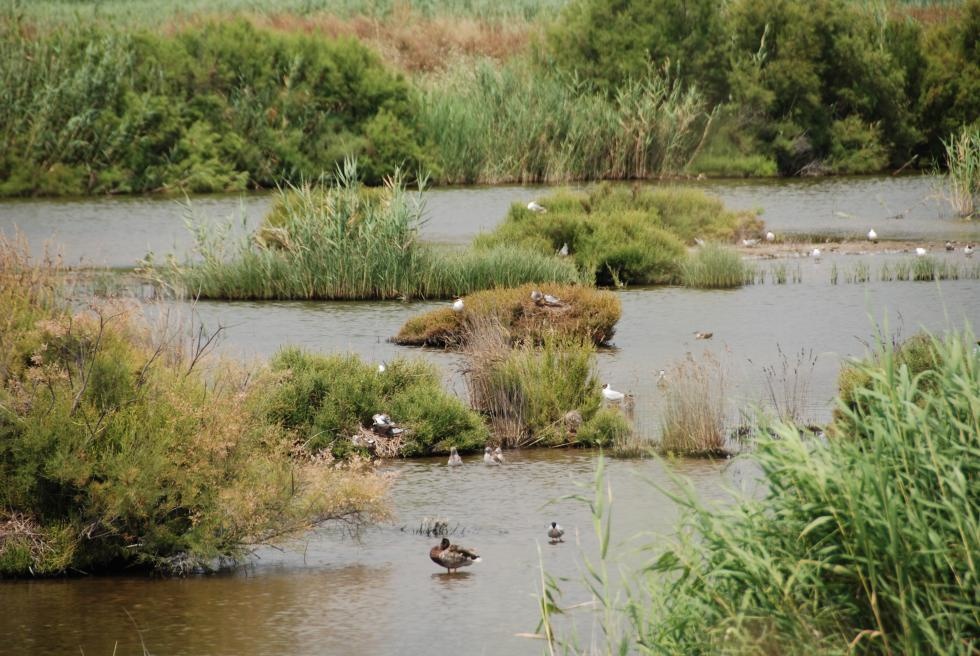 La marjal dels Moros. Foto: GVA - 