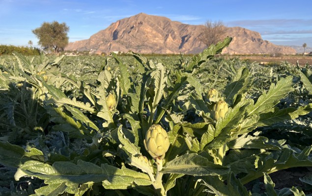Almoradí acoge una jornada técnica para abordar investigaciones sobre el cultivo de la alcachofa