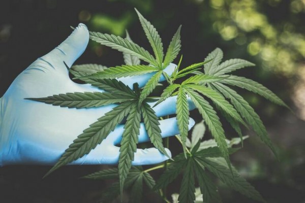 El Ministerio inicia los trámites para aprobar la regulación del cannabis medicinal en España