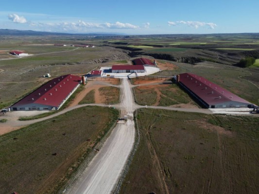 Huevos Guillén aumenta ventas un 25% hasta los 233 millones y dispara beneficios 