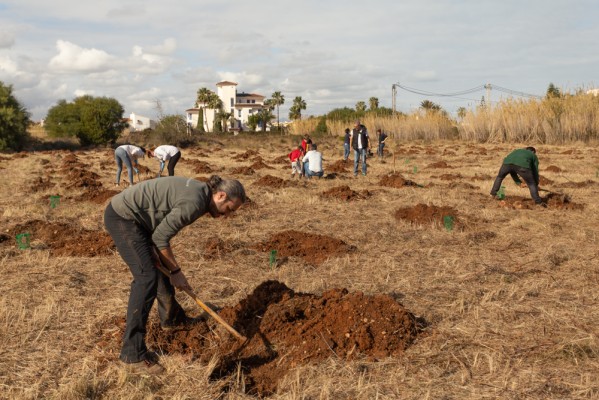 Aedas Homes planta 560 árboles en Dénia y ya suma más de 1.600 en toda la Comunitat Valenciana