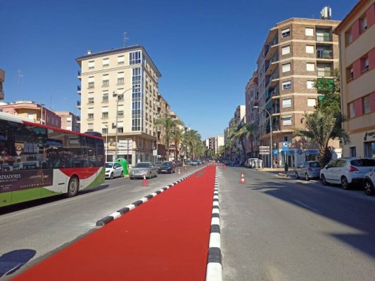 Las 86 palmeras de Pedro Juan Perpiñán en Elche se trasplantarán por riesgo de caída