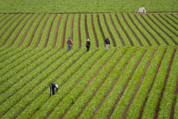 Inversión de 2,4 millones para que las empresas agroalimentarias de la Región se abran al mundo 